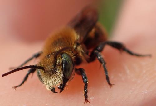 Osmia caerulescens